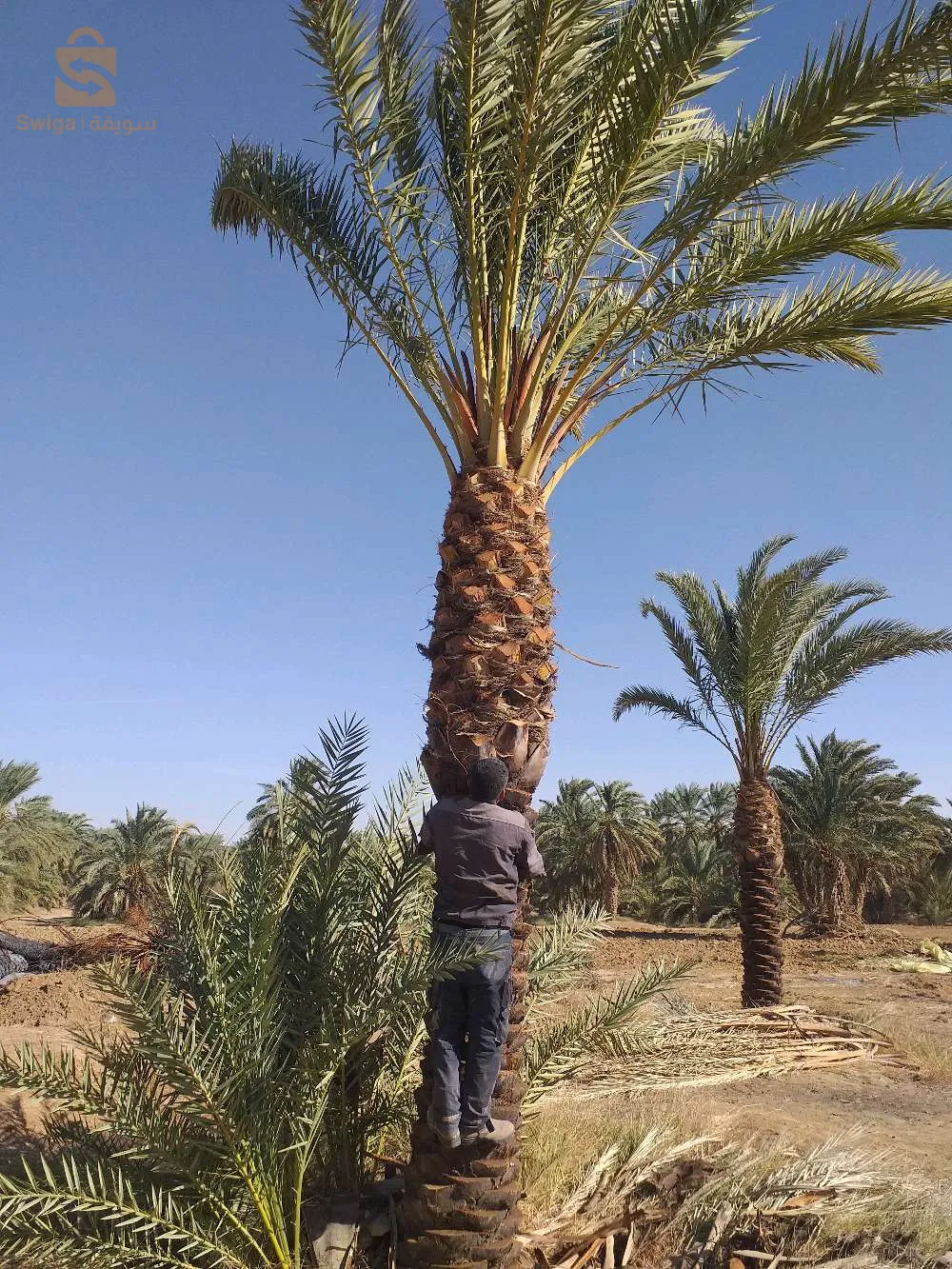 نخيل بسكرة لتزيين الطرقات والفلات والمساحات الخضراء