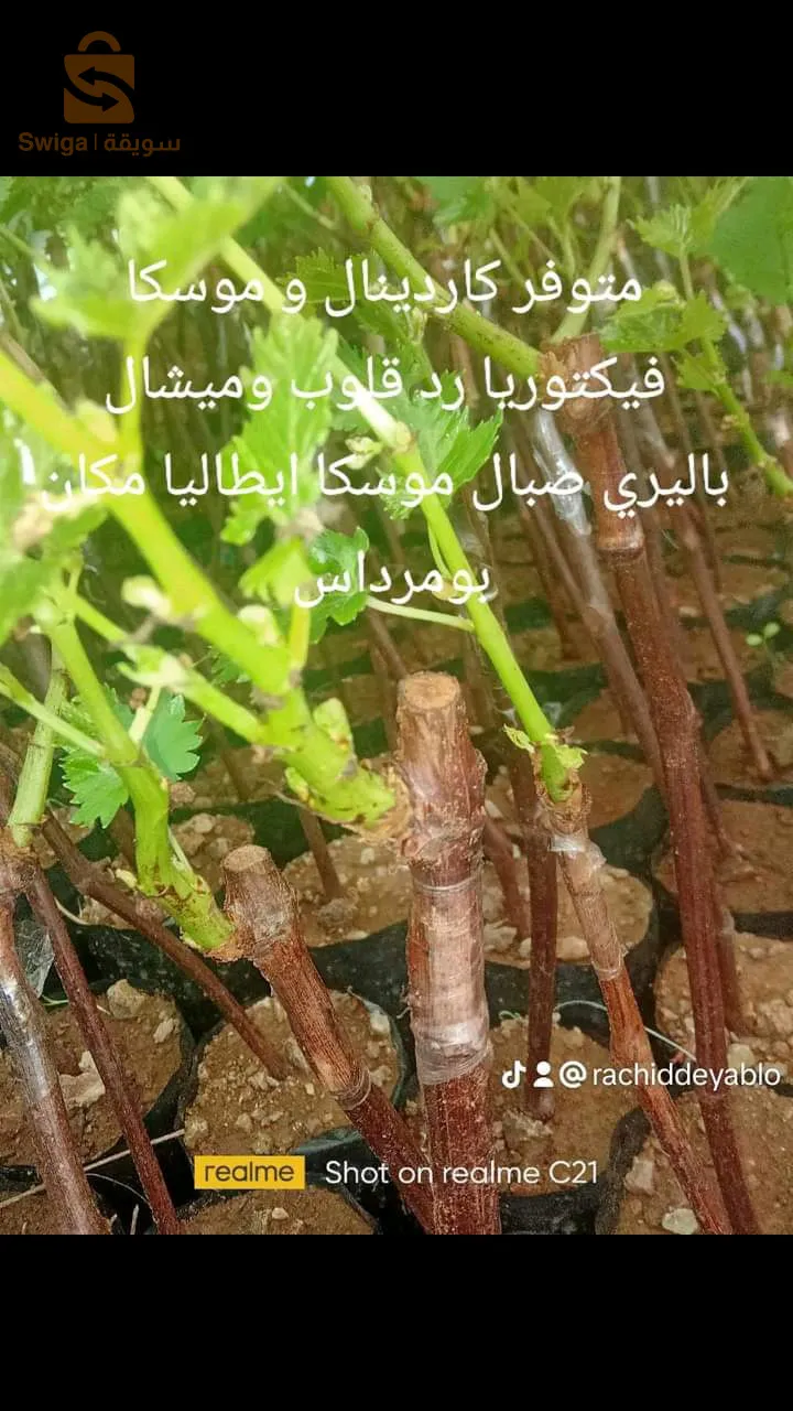 شلات عنب متنوعة