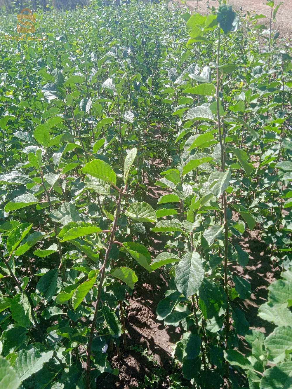 سيدي السنوسي