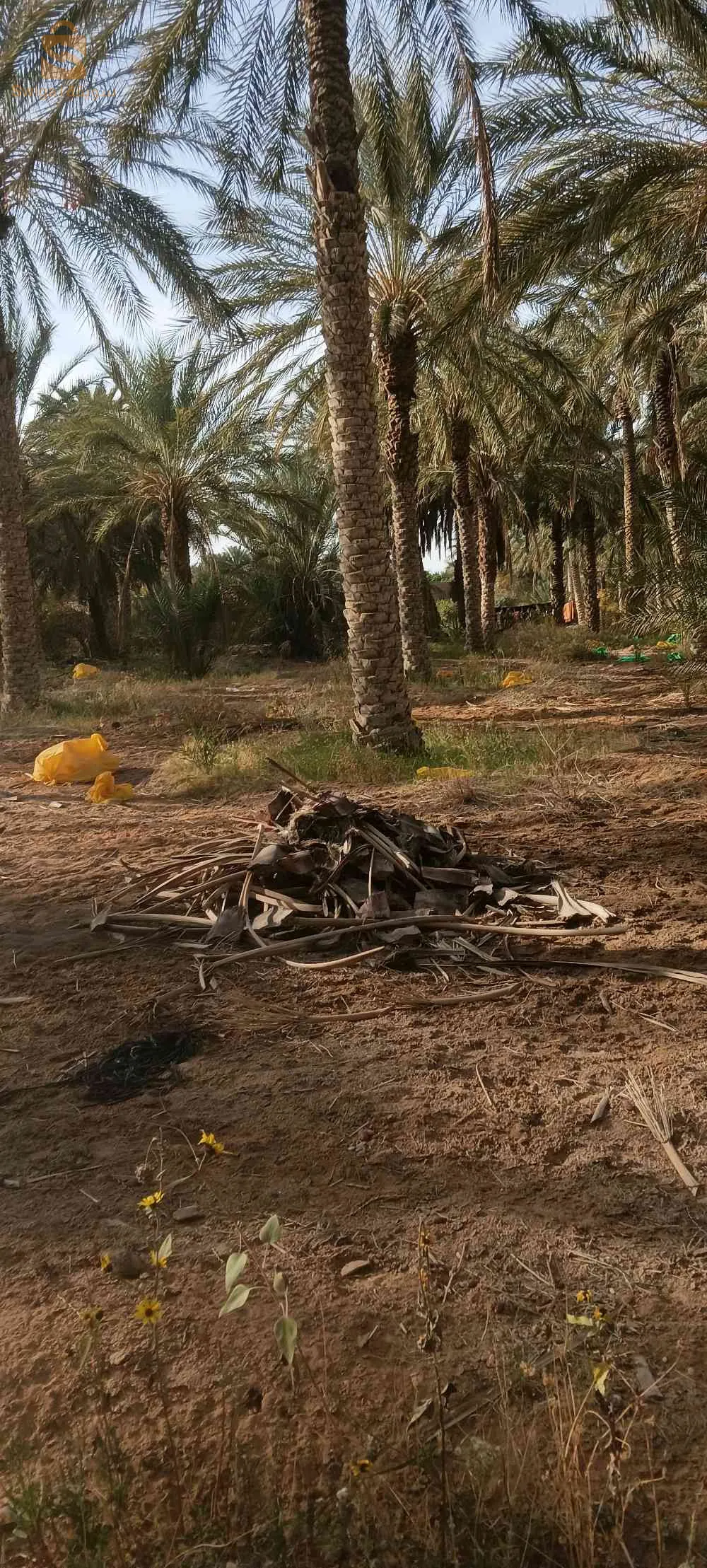 نخيل جنان نخيل مزرعة