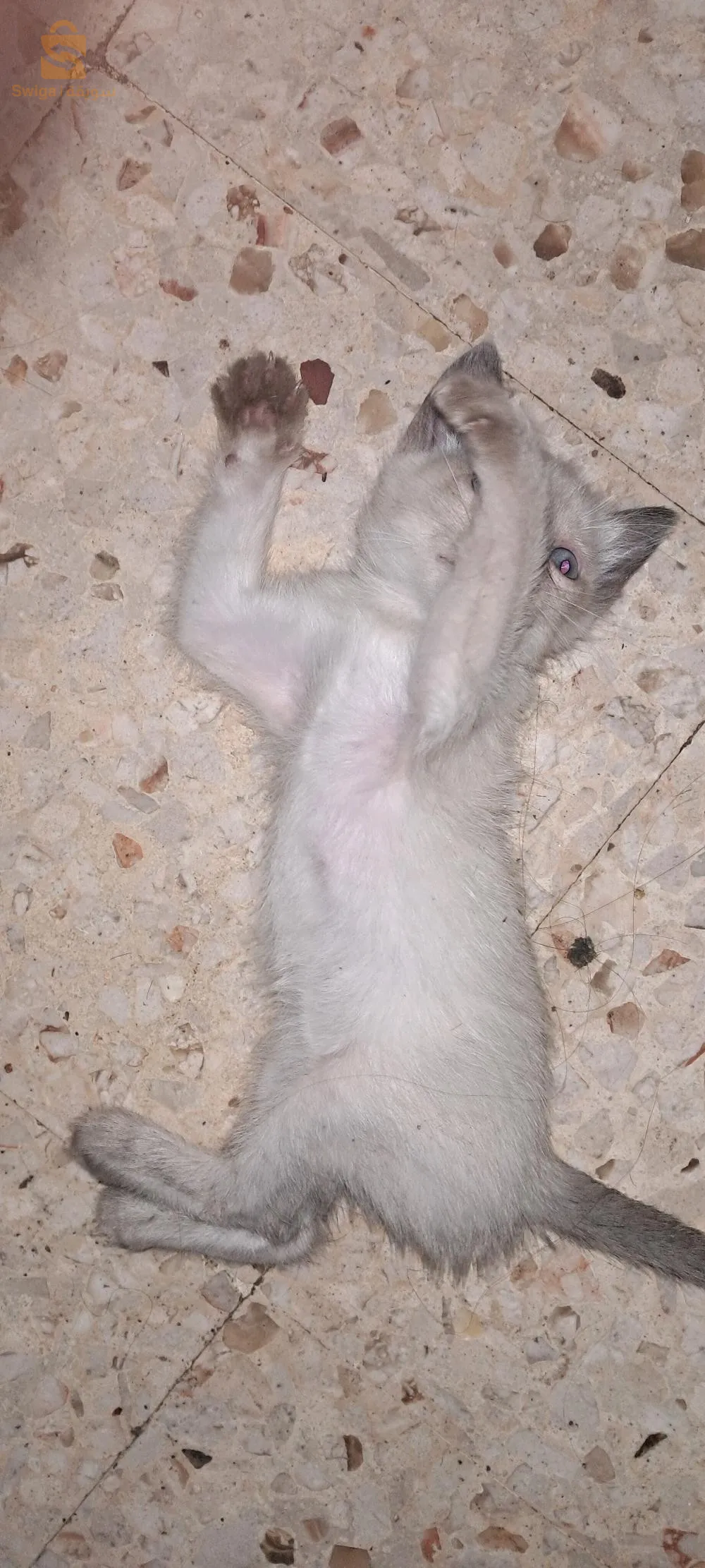 قطط السيامي