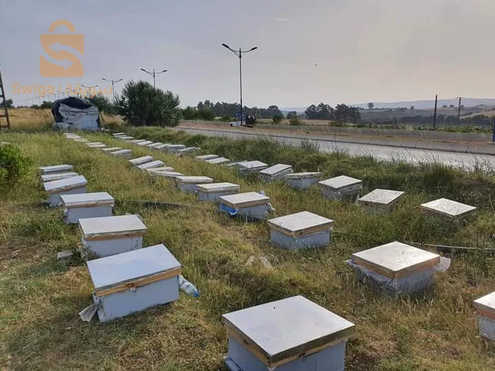 حسل حر جبلي وعسل سدرة جملة وديطاي