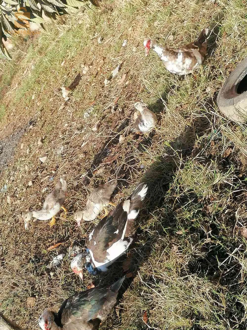 فلوس بط بربري