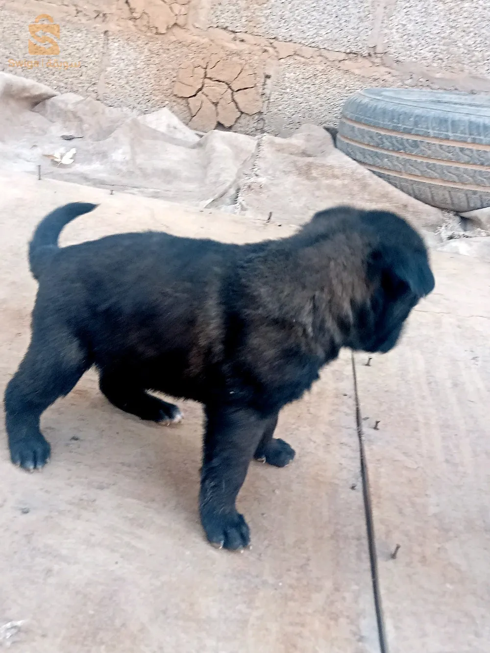 2female malinwa charboni horrin