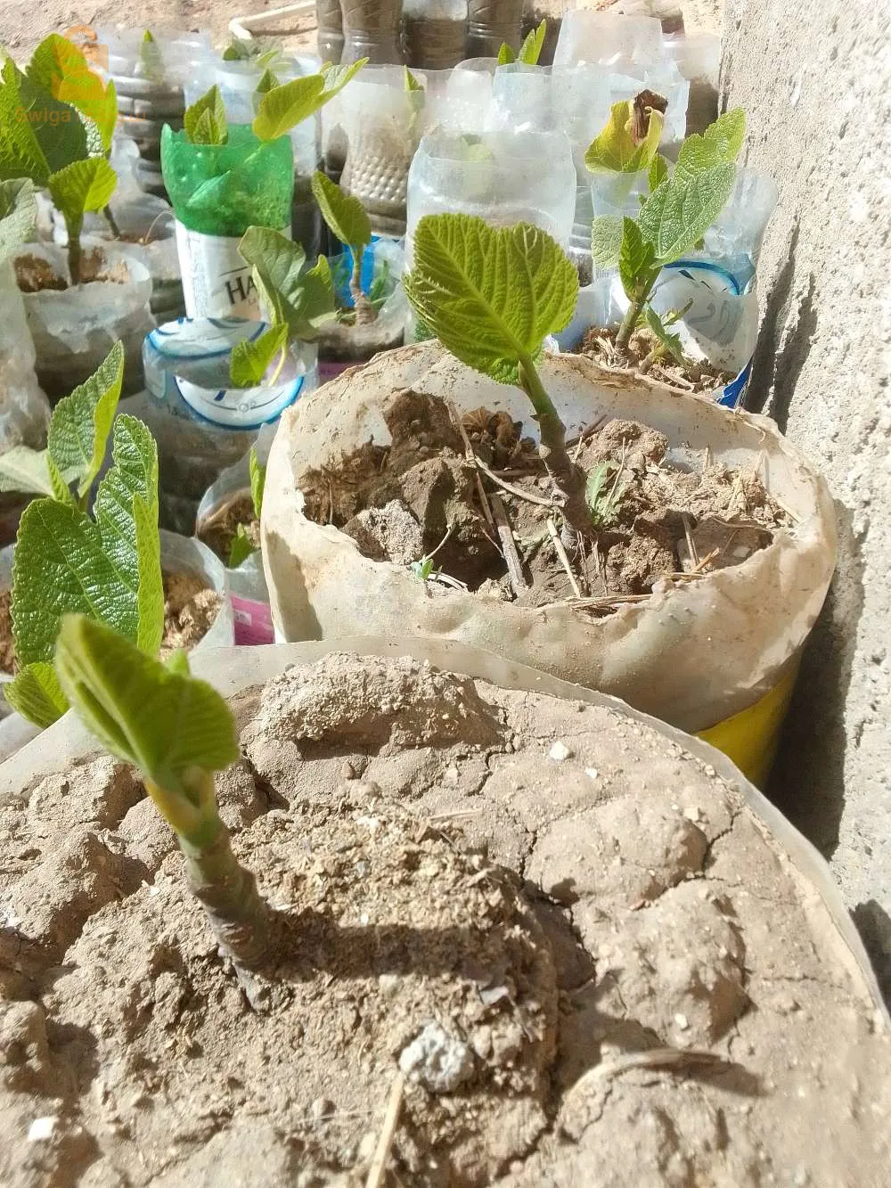 شتلات التين