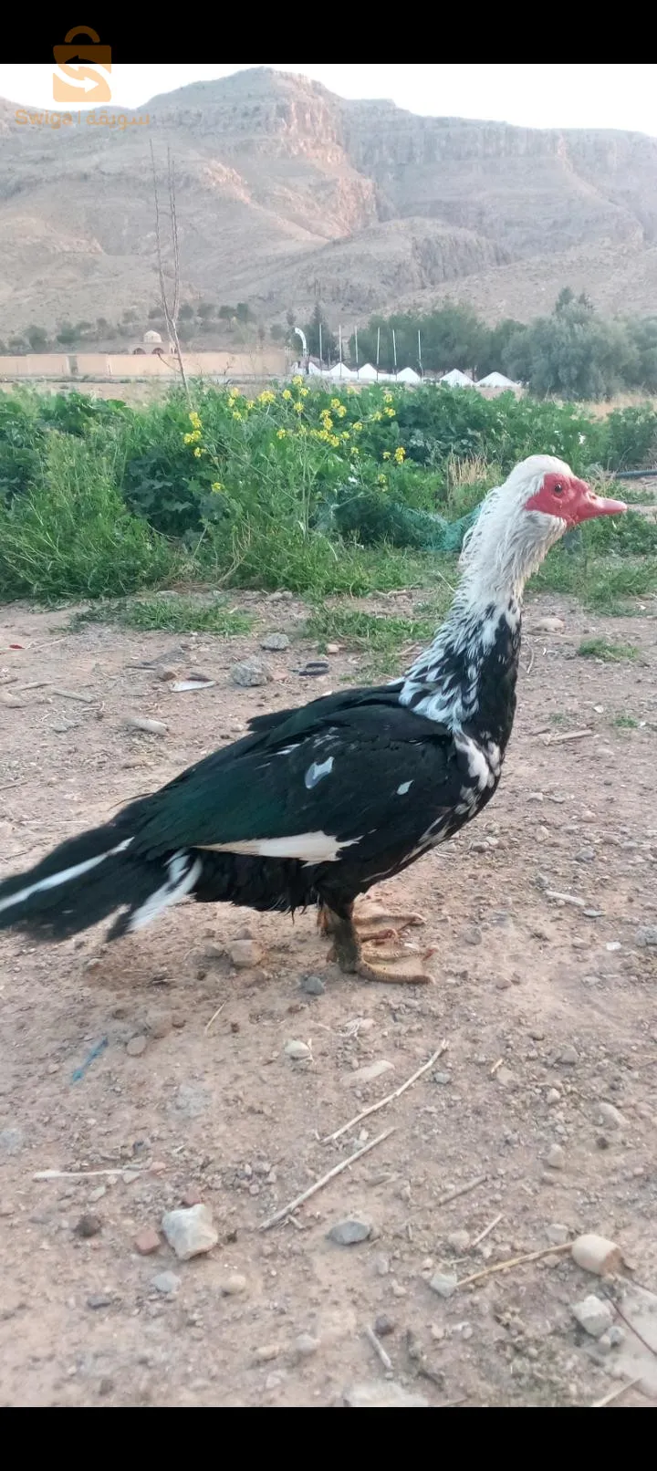 مال بطة  .بربري