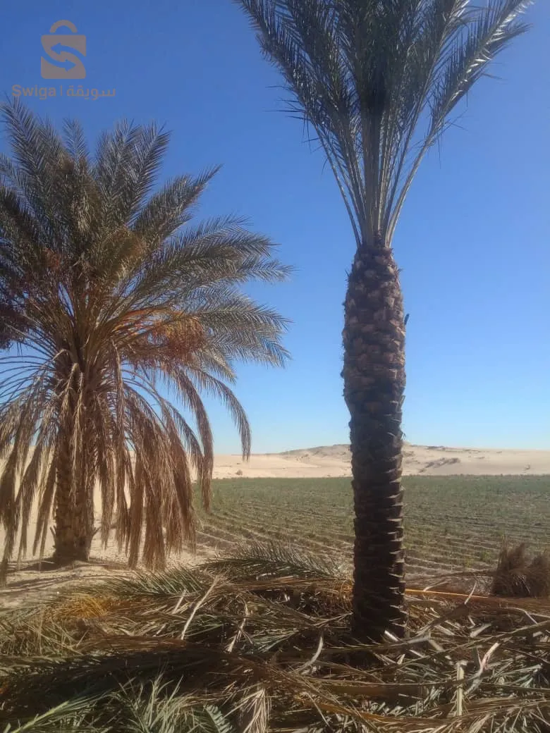 نخيل بسكرة لتزيين الطرقات والفلات والمساحات الخضراء
