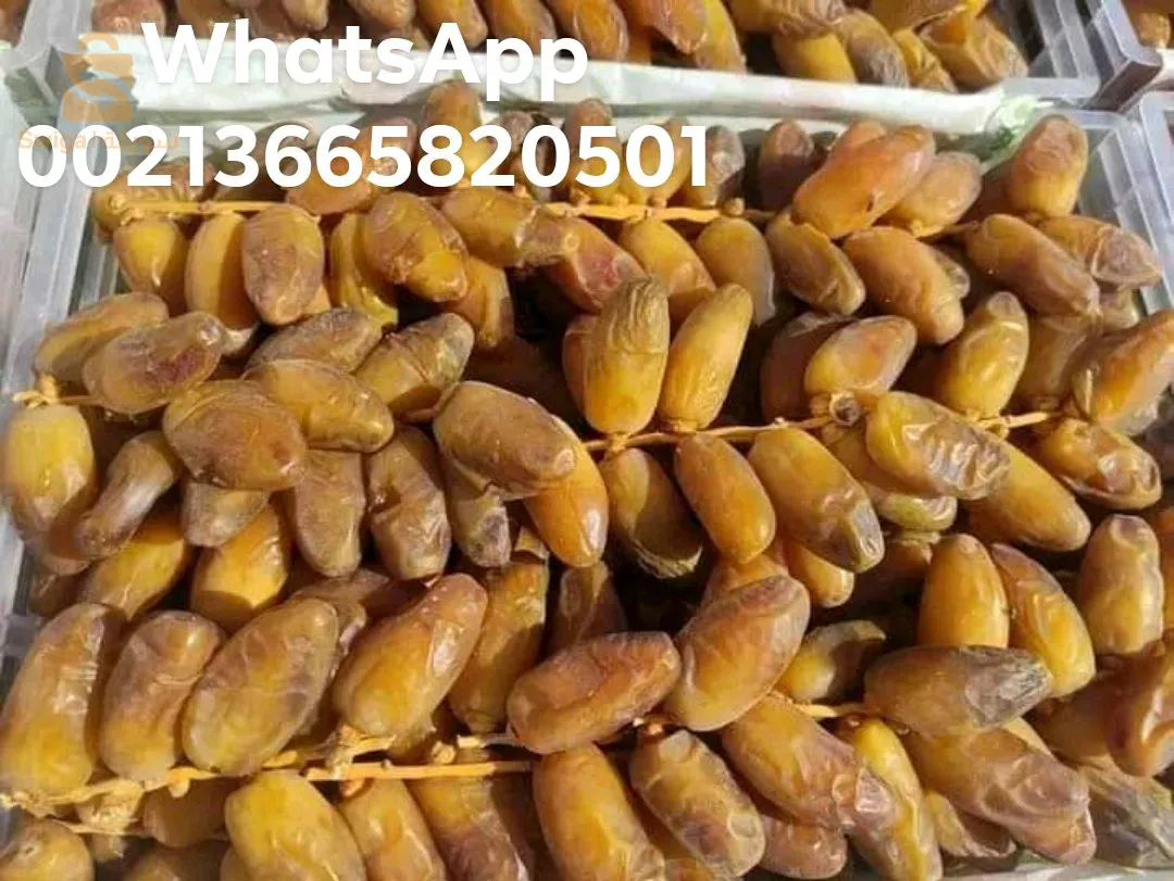 تصدير تمور دقلة نور  export dates deglet noor