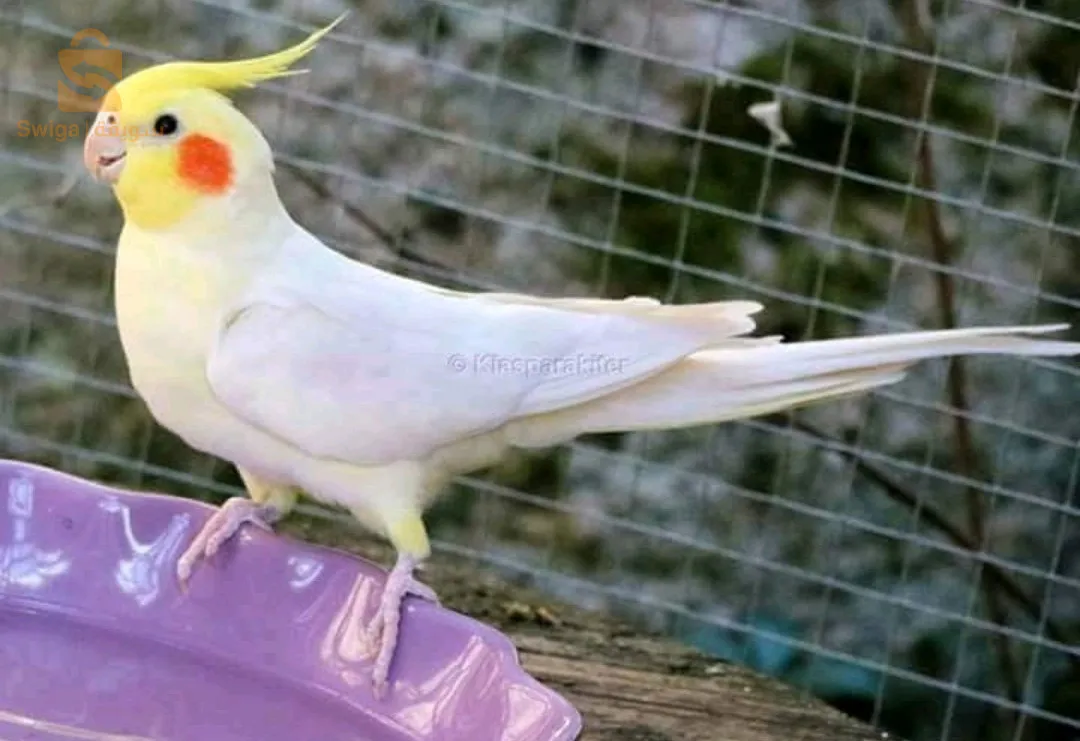 كوكتيل