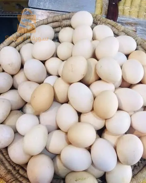 متوفر بيض مخلط عرب وفيومي مخصب للتفقيس سلعة جديدة حوالي 500 حبة في الأسبوع
