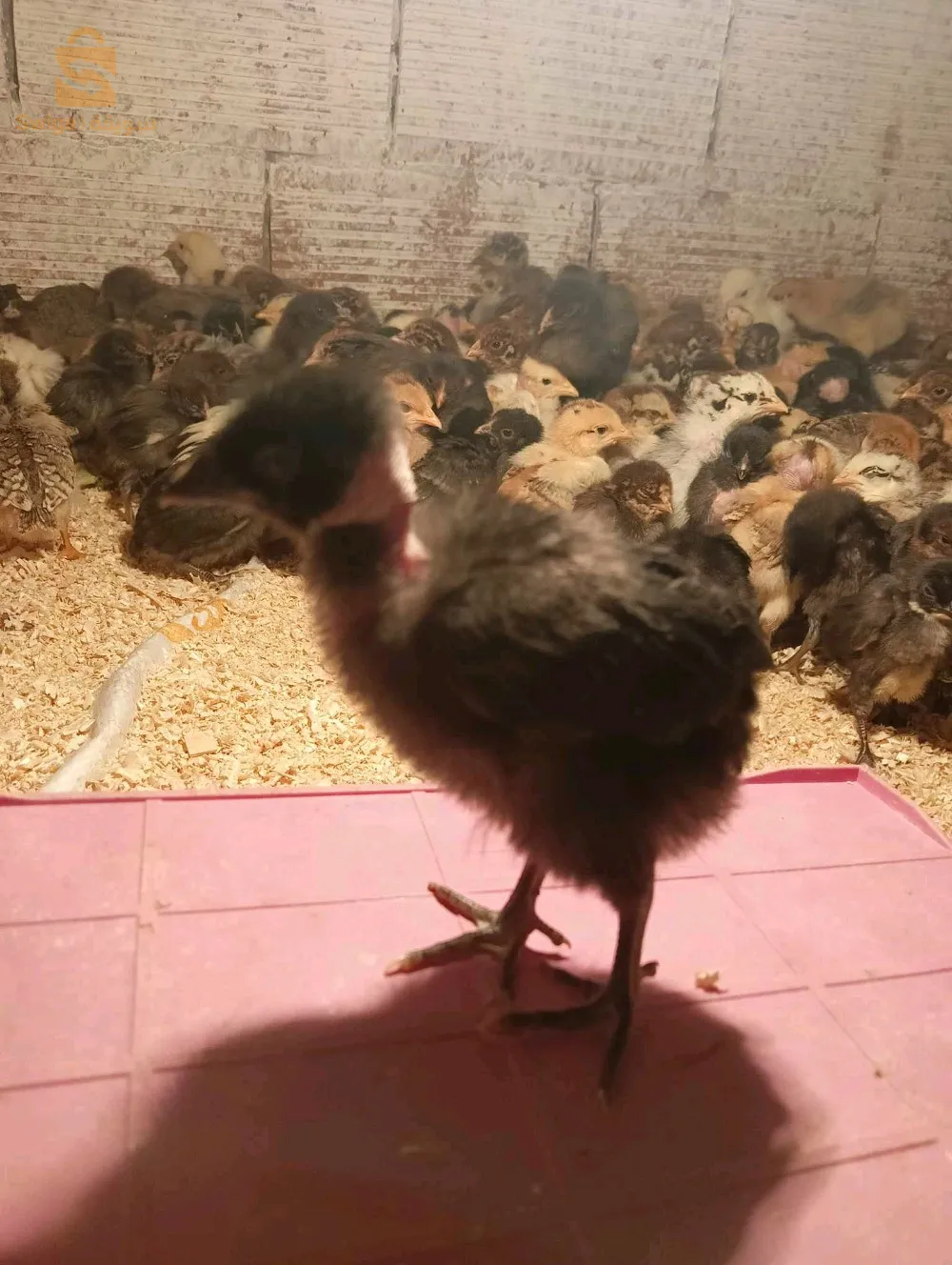 سلعة طالعة حبق ربي يبارك