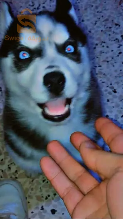 بلدية بئر الجير