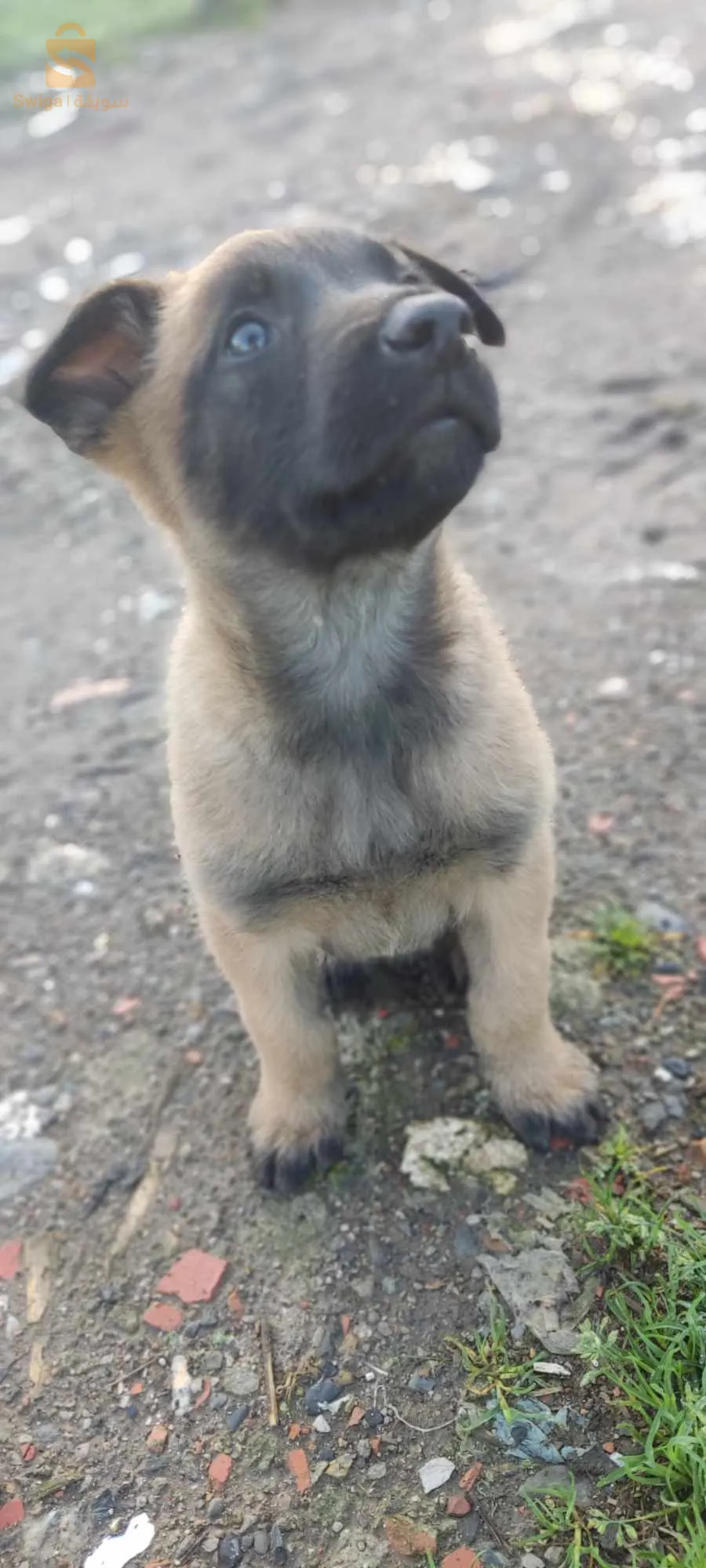 malinois