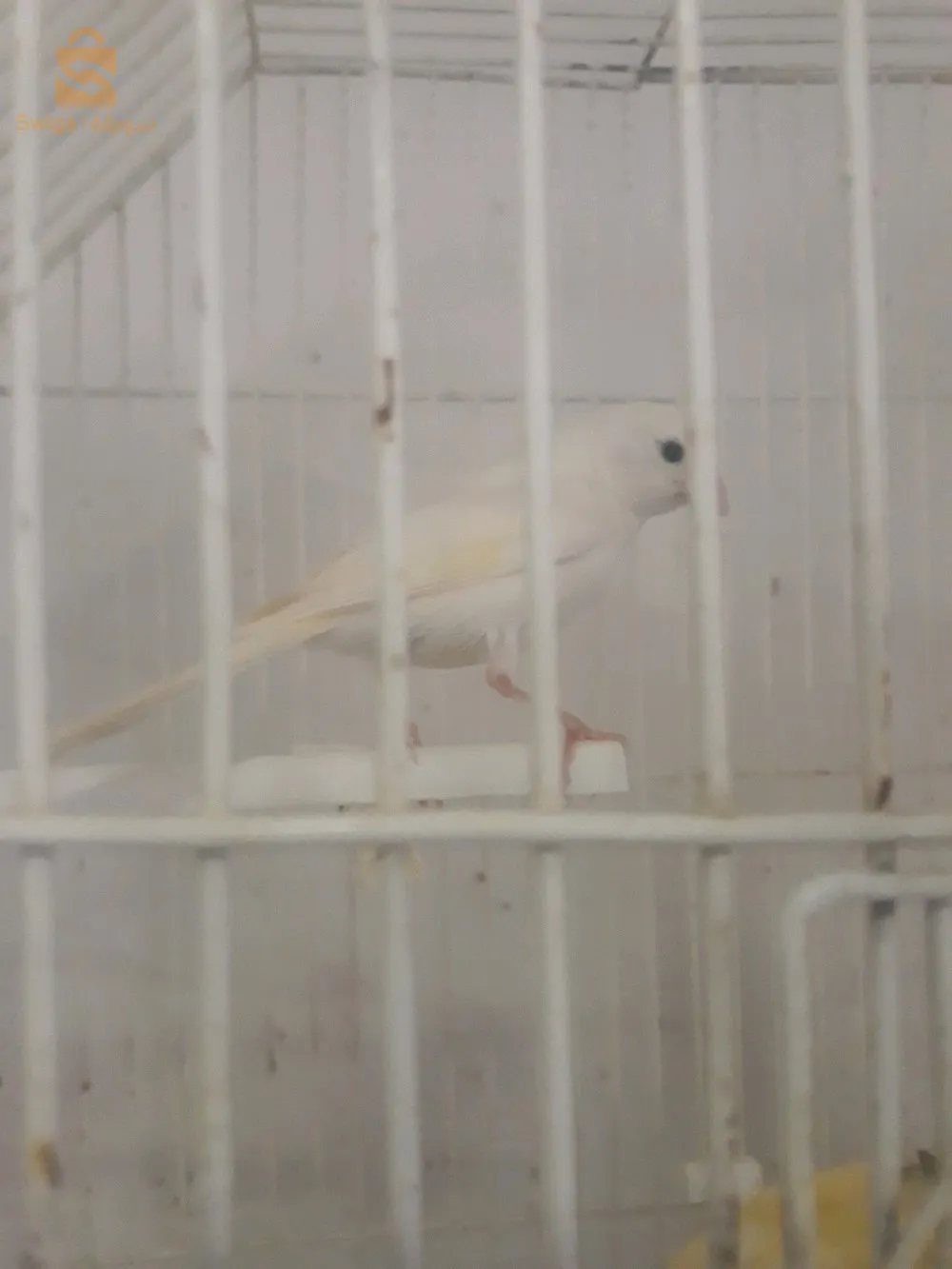 فروخة اوردينار