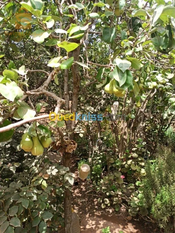 مسكن كبير مي
مستغانم