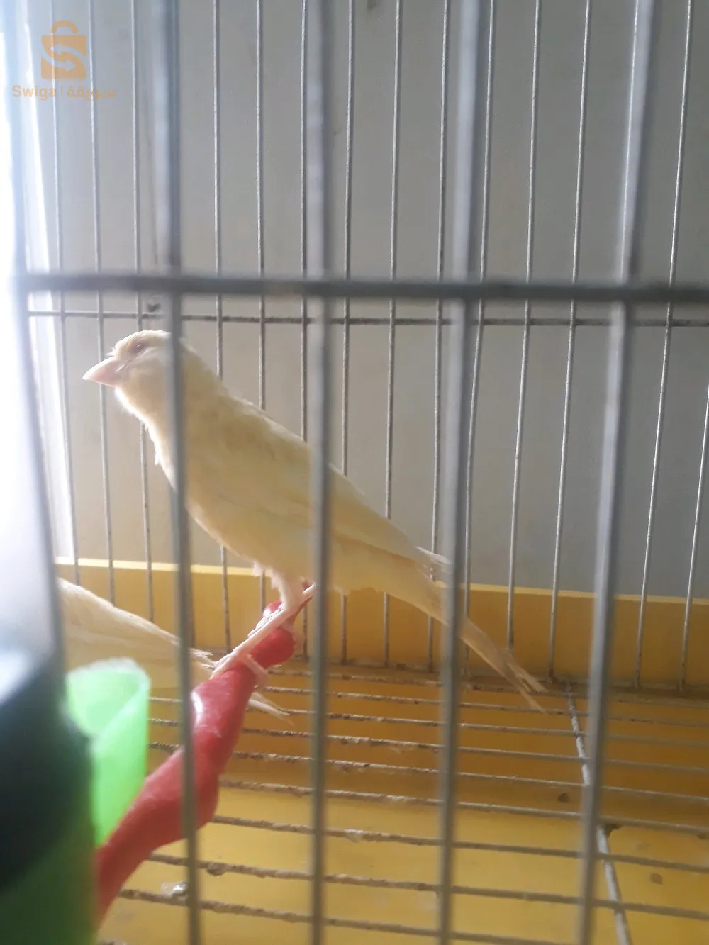 سلام عليكم 
متوفر 2 فراخ ليتينوا باق 2024