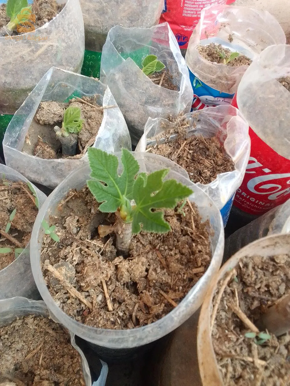 شتلات التين