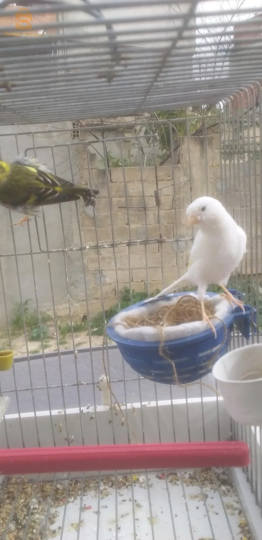 انثى