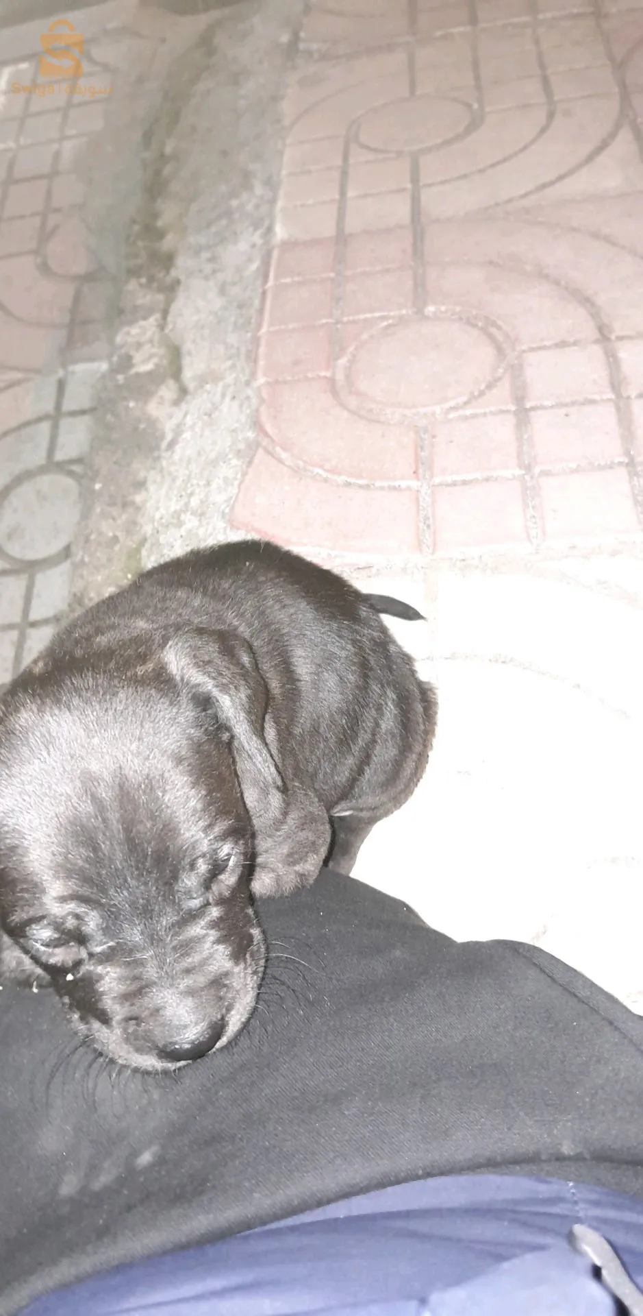 dog allemand pure rasse sioux bleu