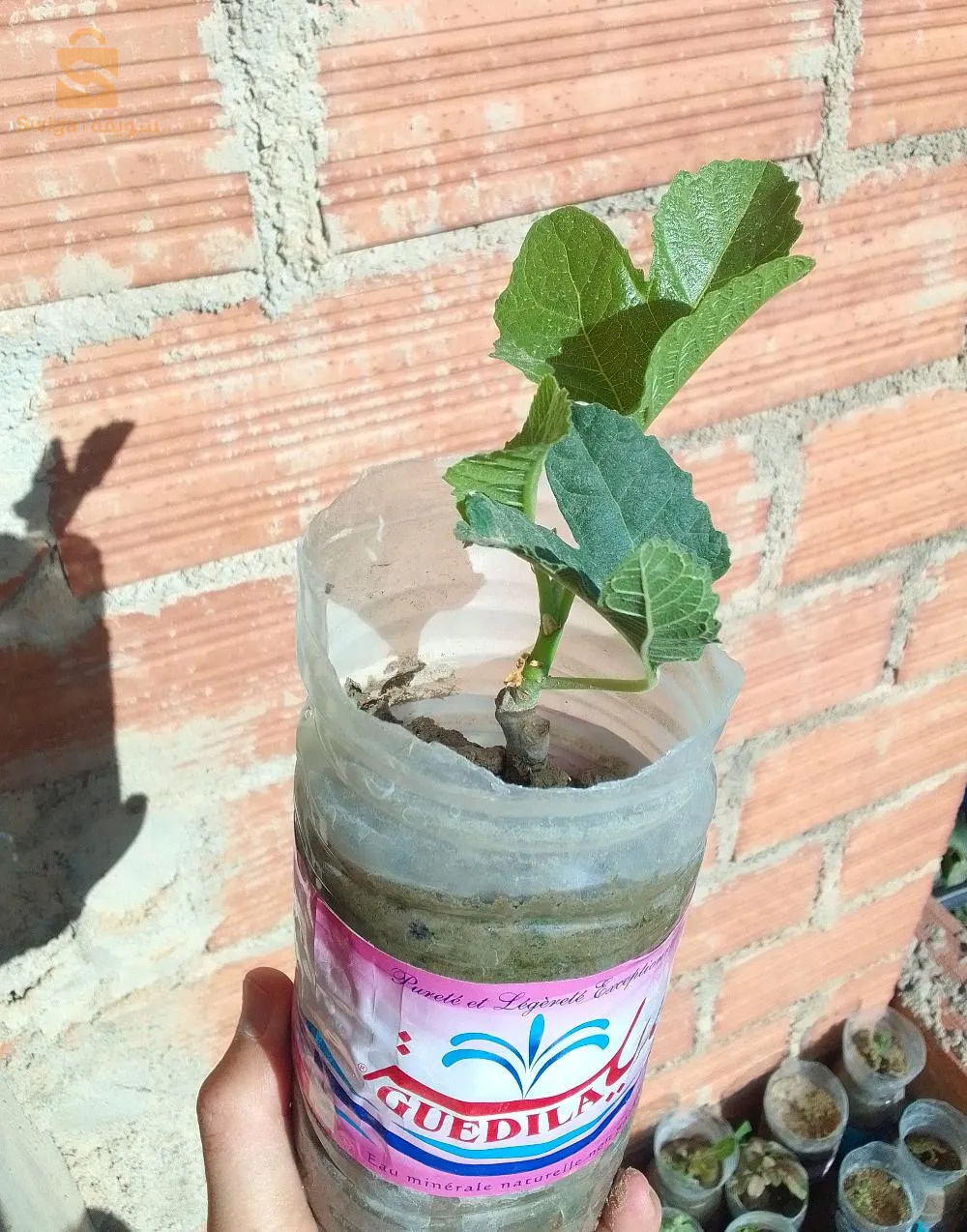 شتلات التين