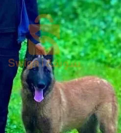 كلب ملينوا للبيع عمرو عام ونص انثا عطاو 13مياا