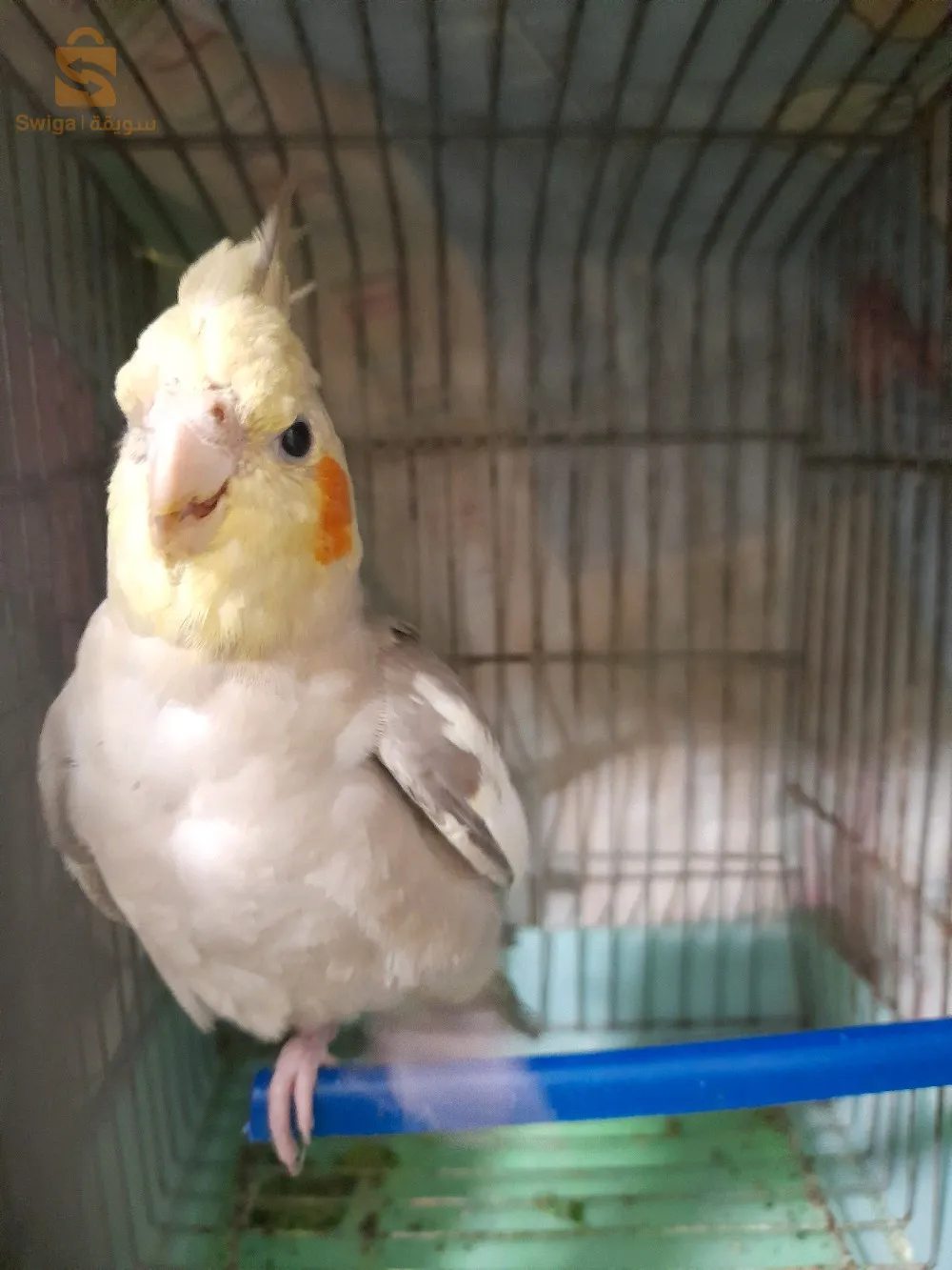 حي 100 مسكن باب 3