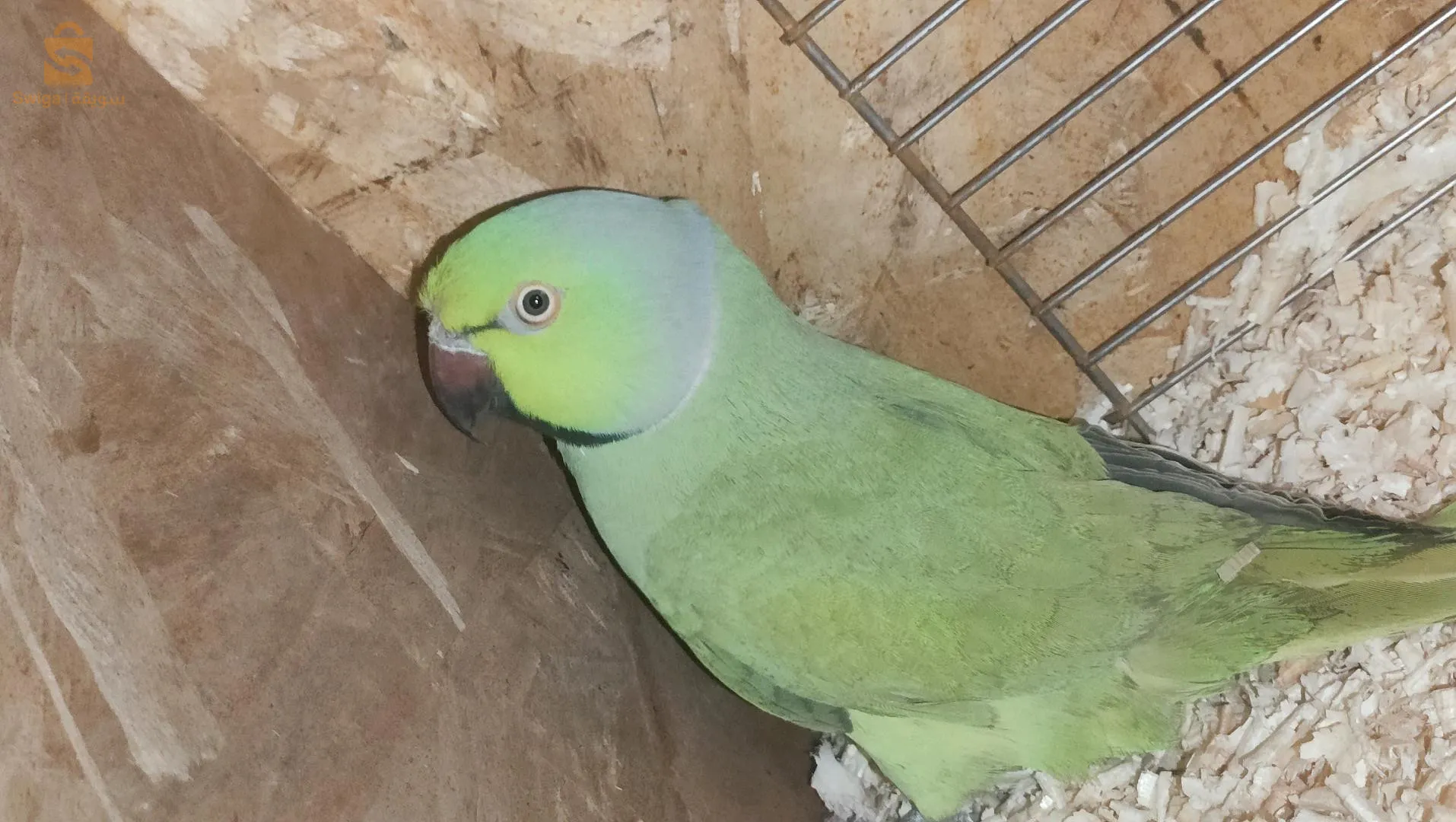 ببغاء الدرة