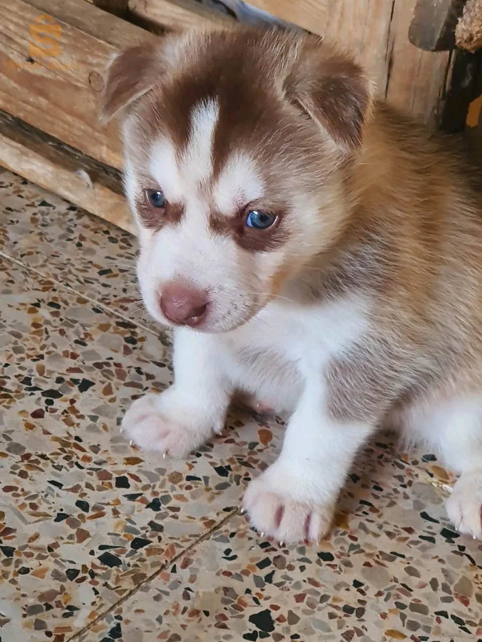 chiot husky malamute à vendre