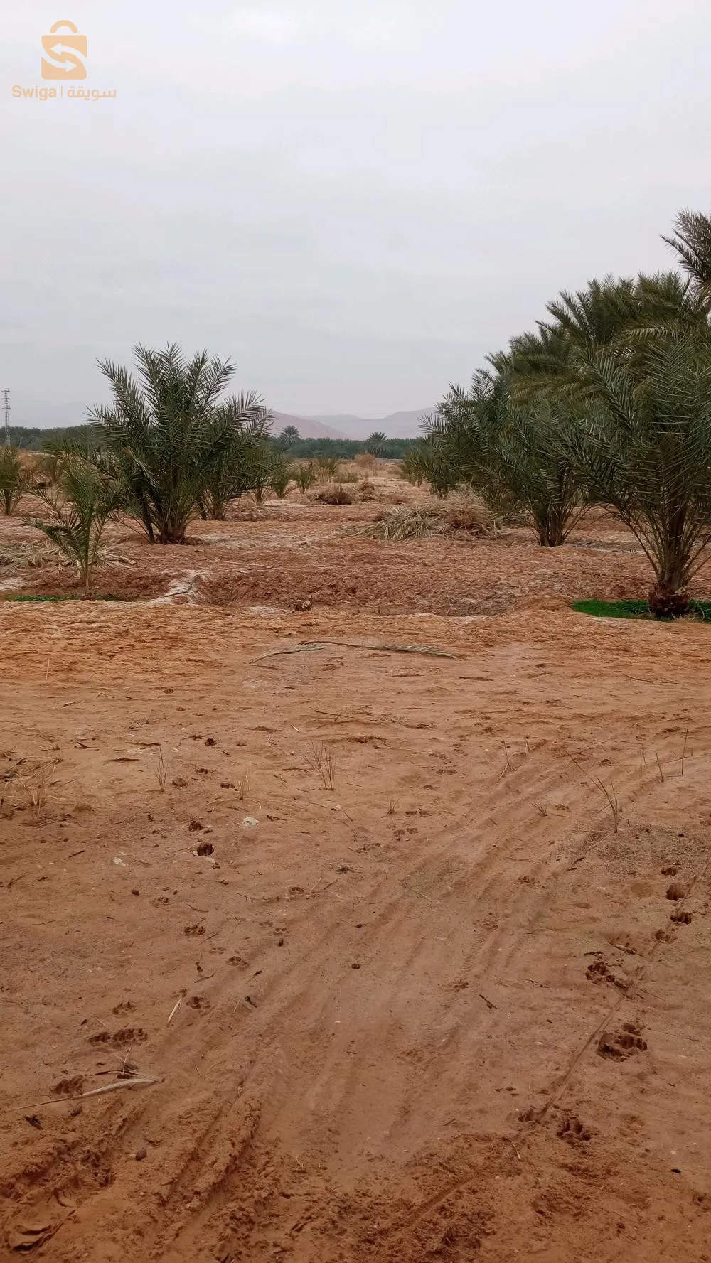استثمار ممتاز