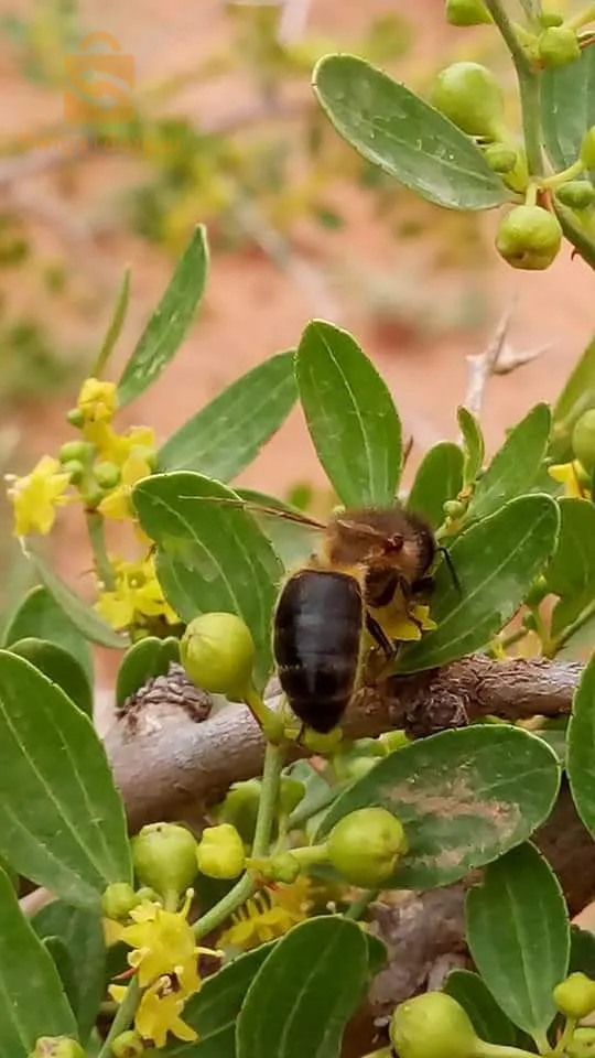 حسل حر جبلي وعسل سدرة جملة وديطاي