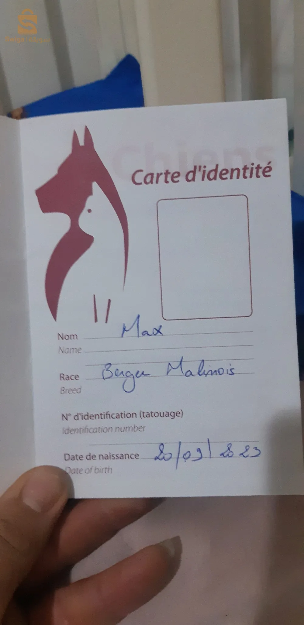 مالينوا شاربوني