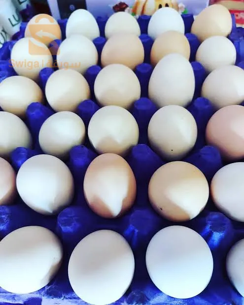 متوفر بيض مخلط عرب وفيومي مخصب للتفقيس سلعة جديدة حوالي 500 حبة في الأسبوع