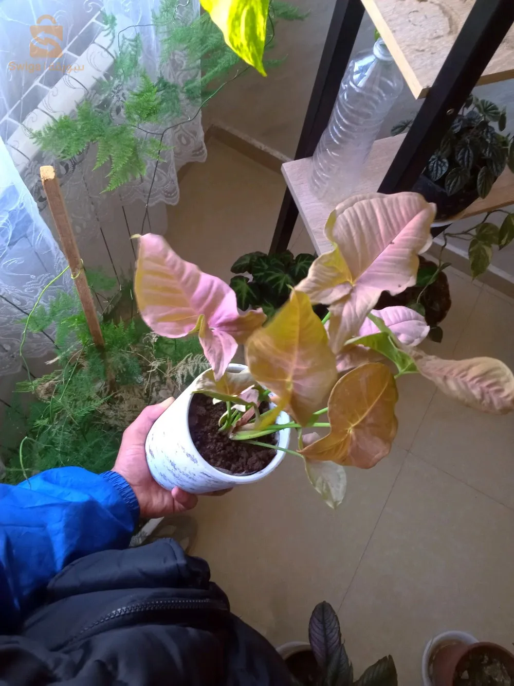 تيارت _ تيارت