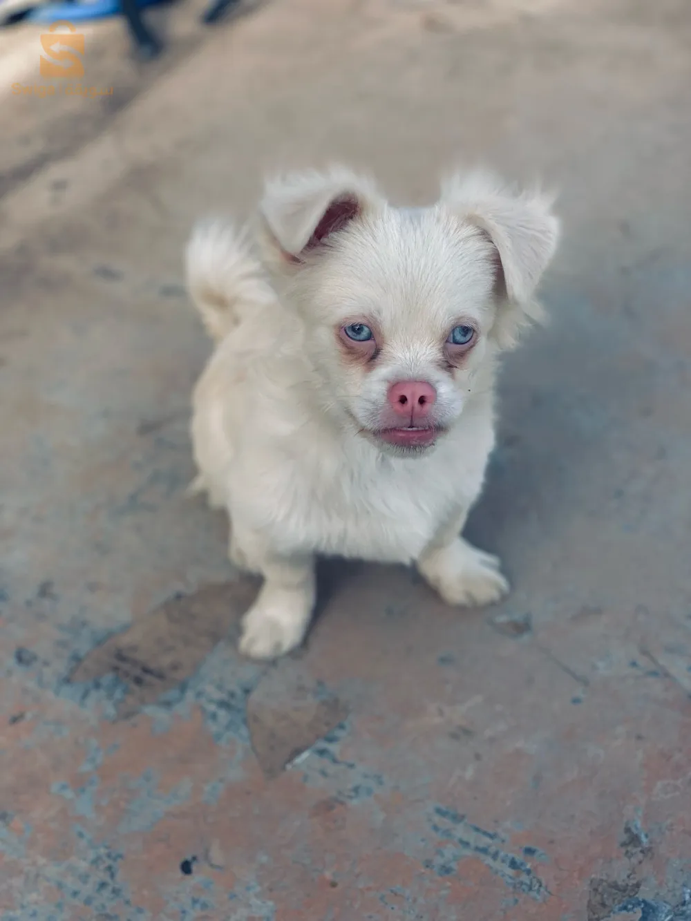 chien chiwawa
