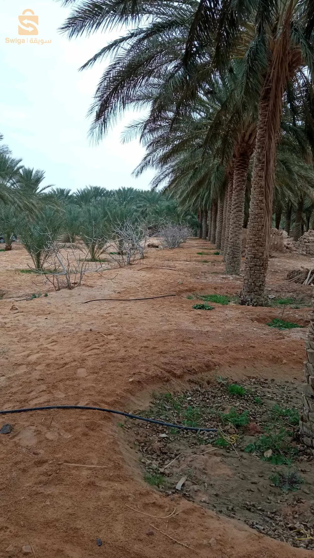 استثمار ممتاز
