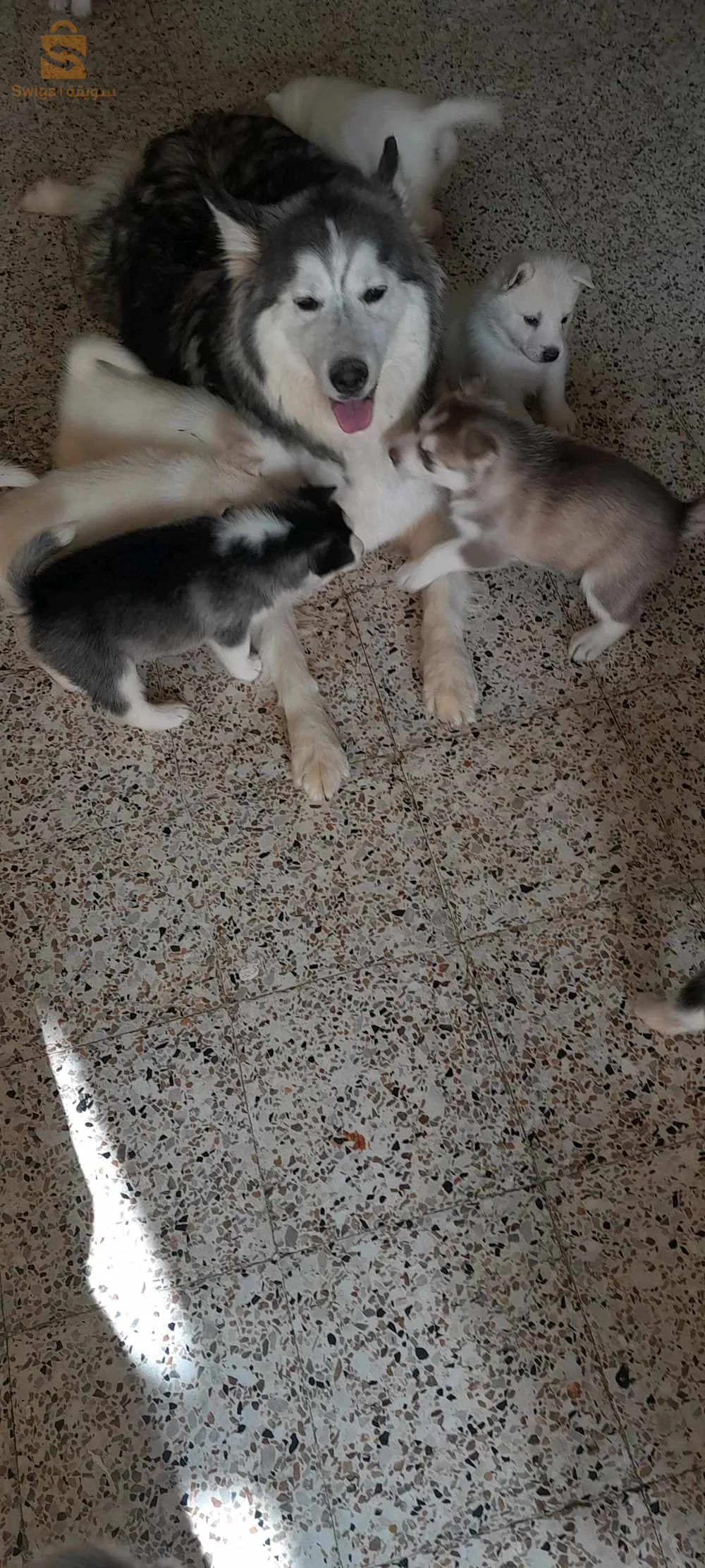 جراء هاسكي مالموث  للبيع