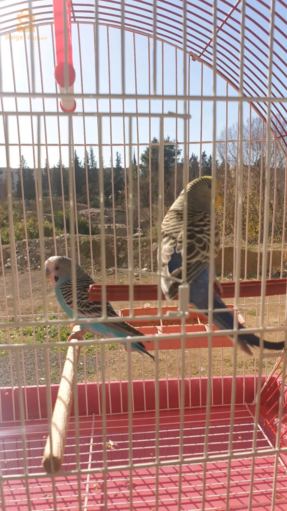 طيور البادجي للبيع 🤍