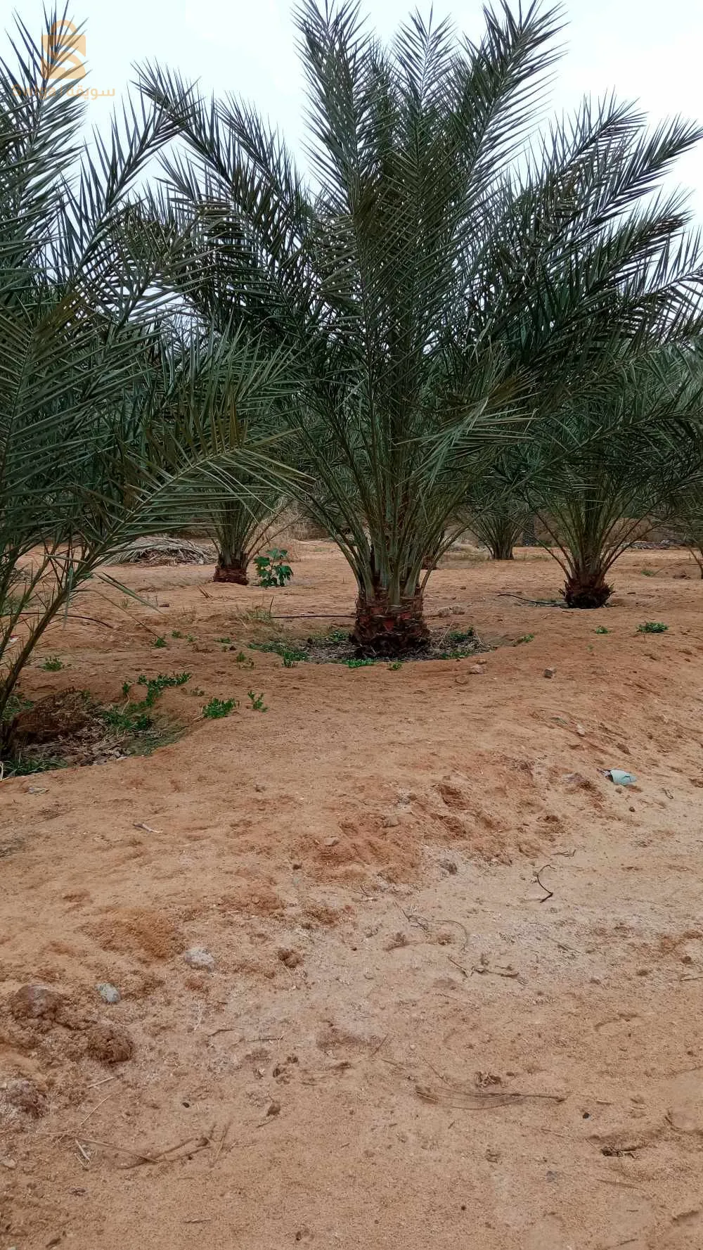 استثمار ممتاز