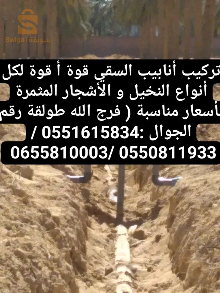 طولقة ولاية بسكرة
