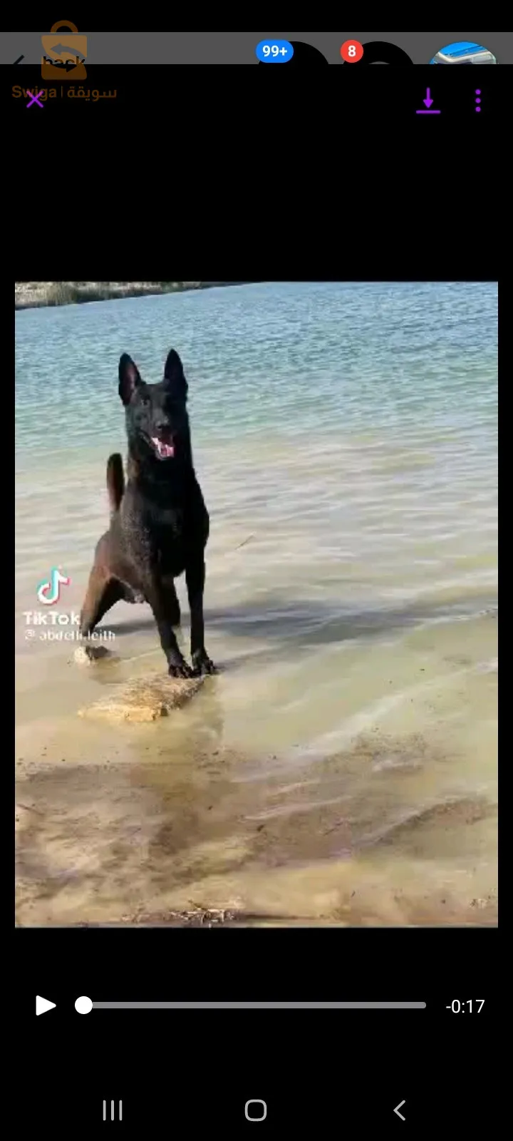 chien belge ...mallinois
