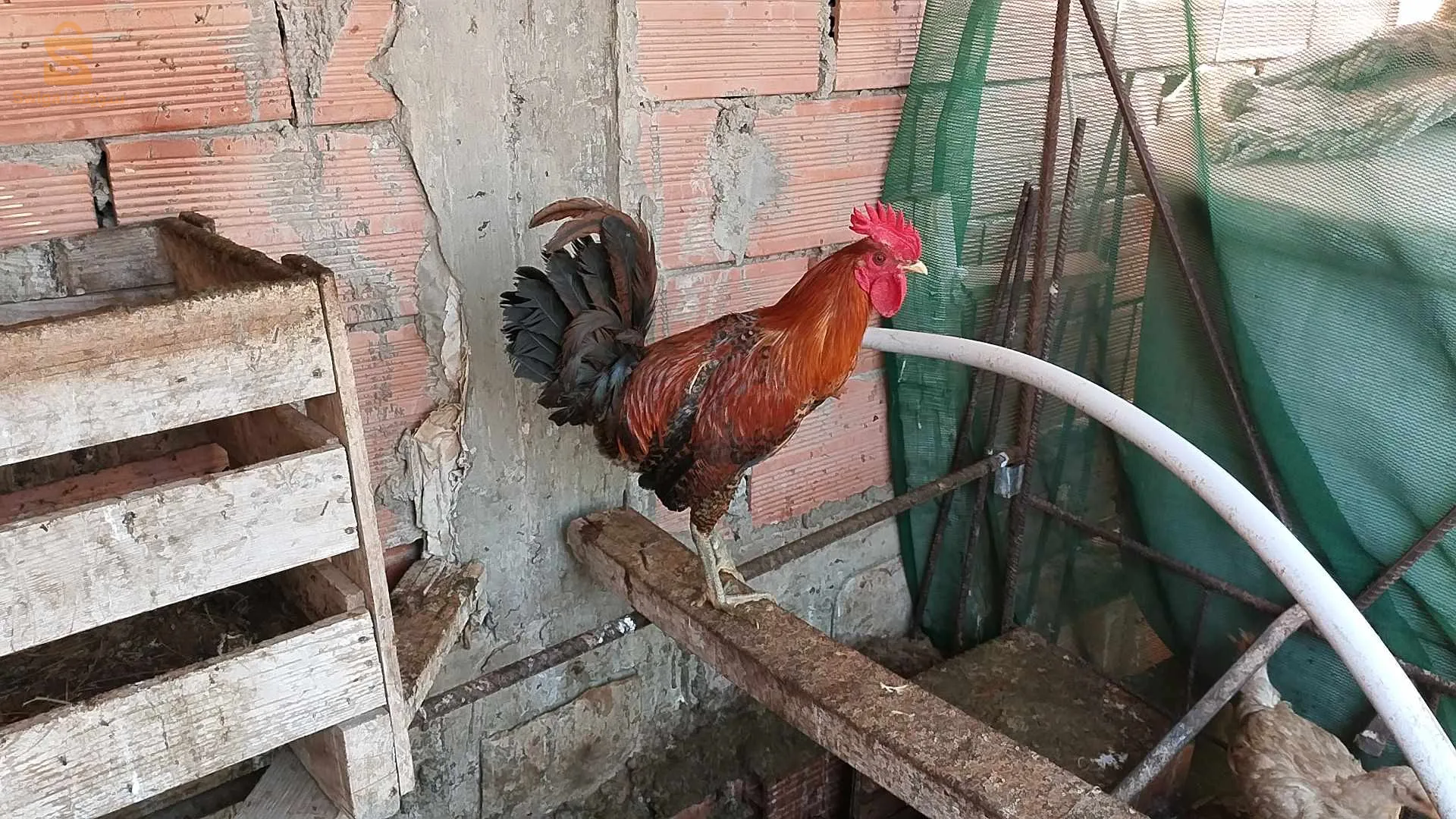 دجاج فيومي وعرب