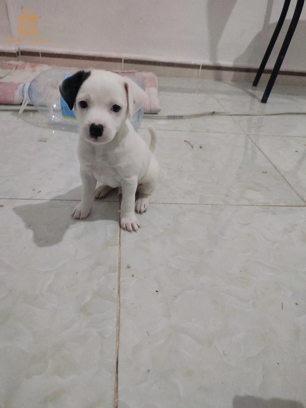 Jack Russell جراوا شتلة مليحة و سومة مليحة