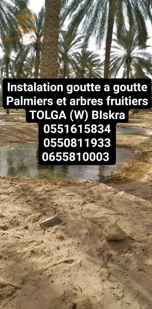 طولقة ولاية بسكرة