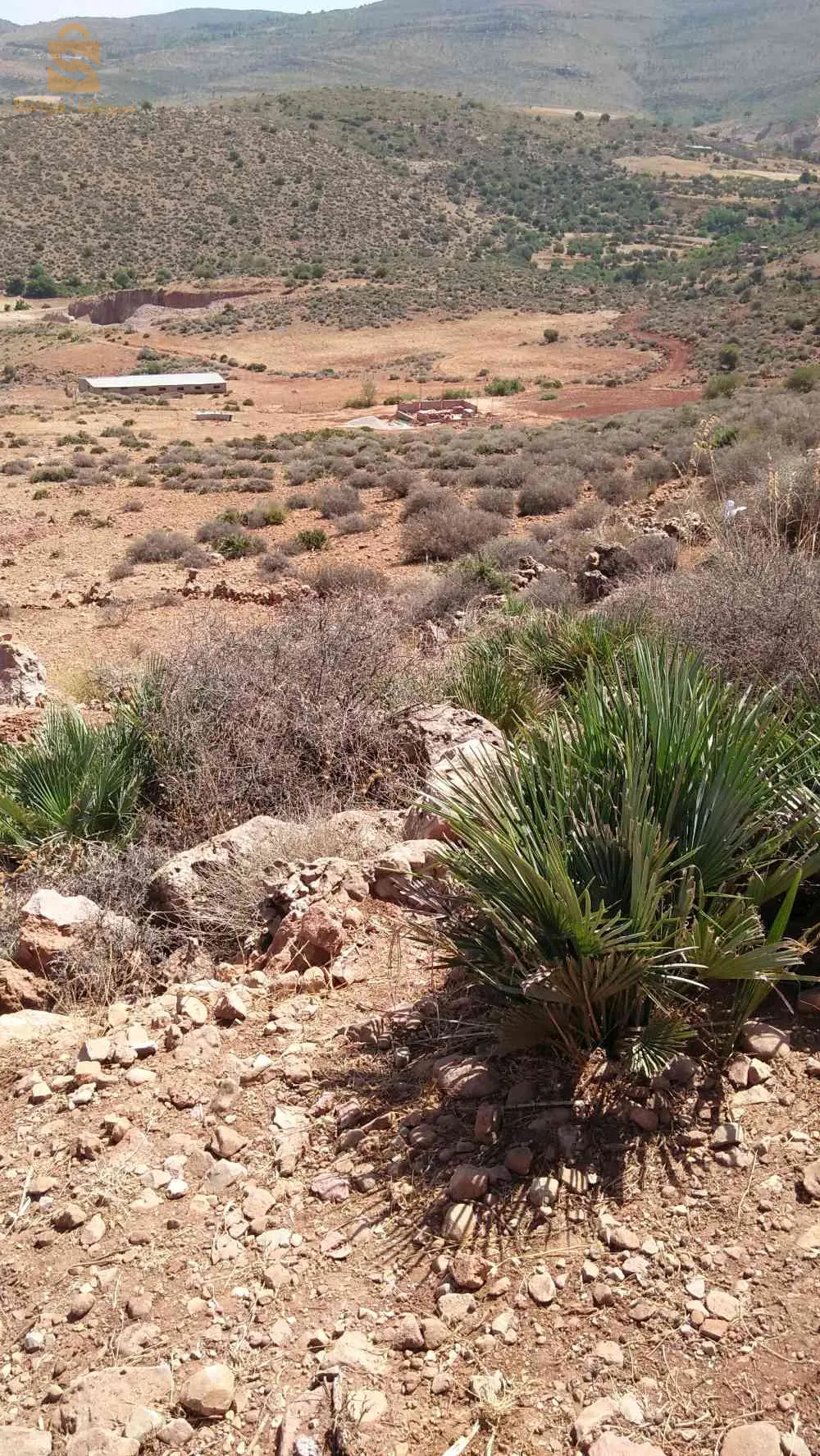 بوجليدة حي عبد المومون بن علي