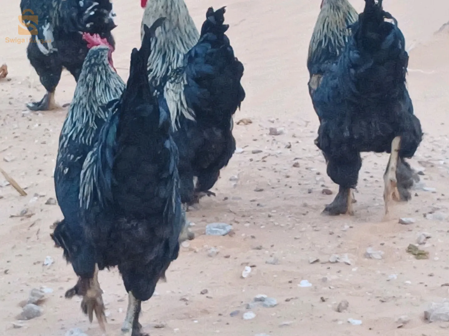بيع طيور  الد جاج