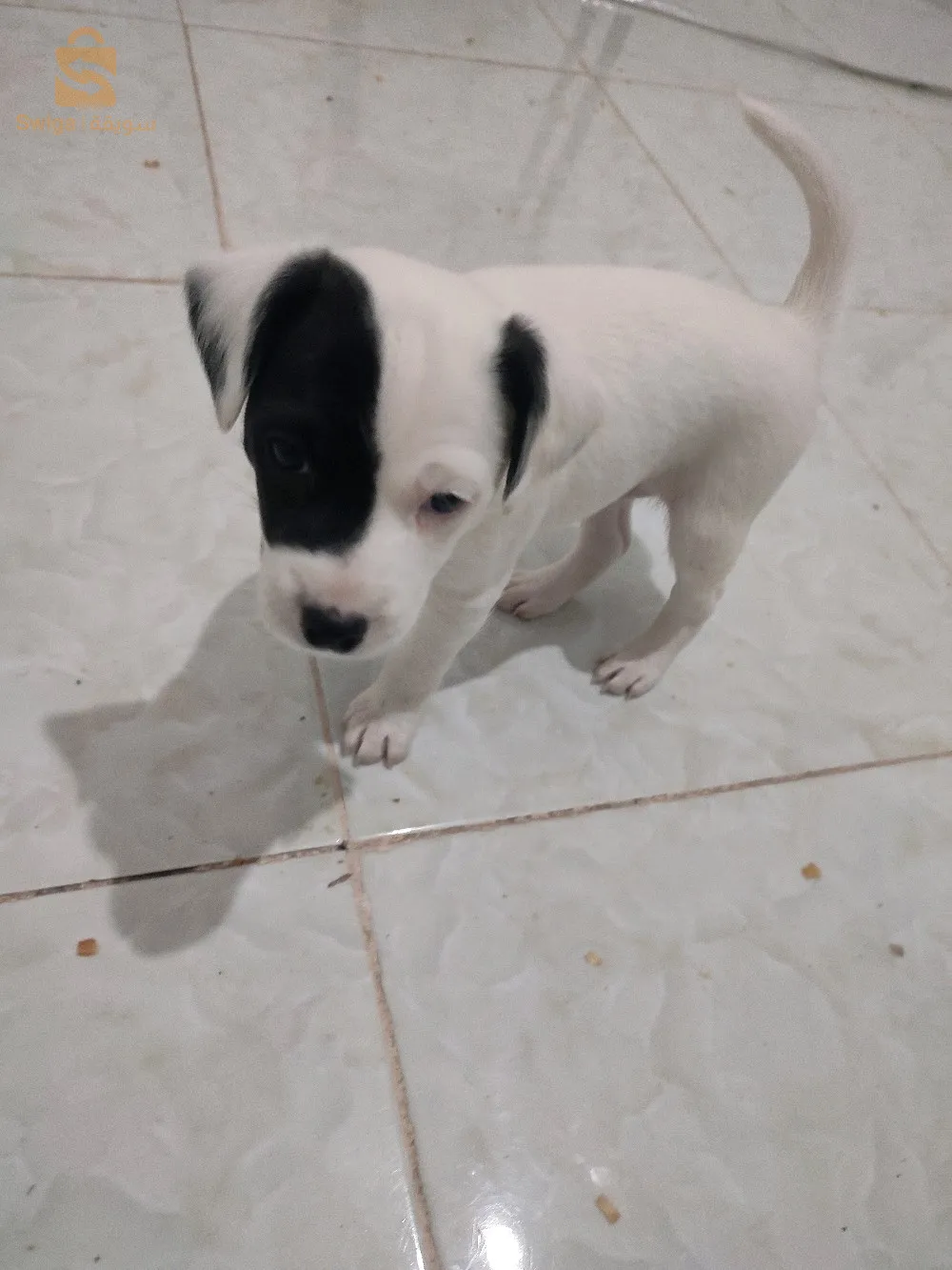 Jack Russell جراوا شتلة مليحة و سومة مليحة