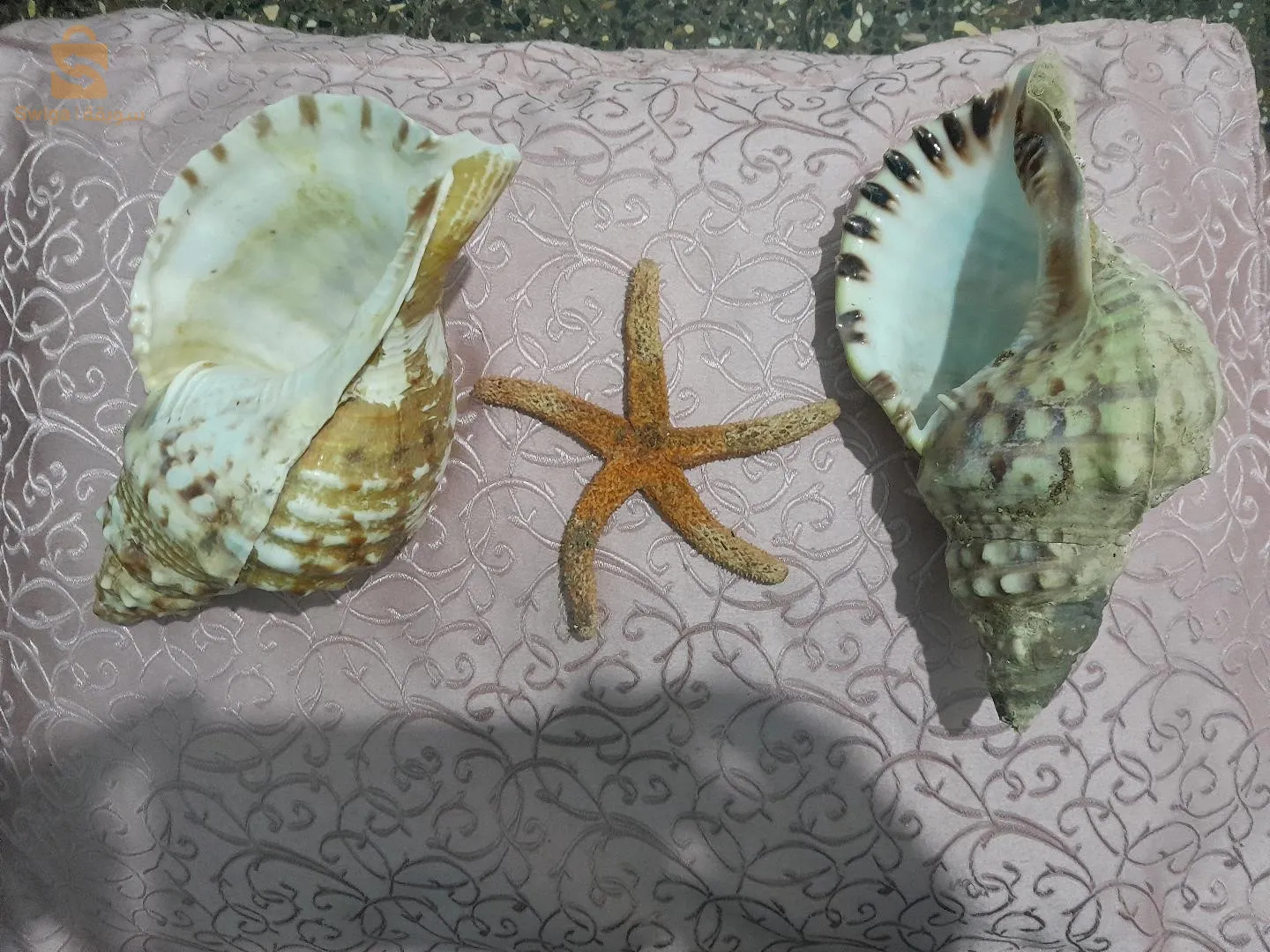 ديكور كوكيياج