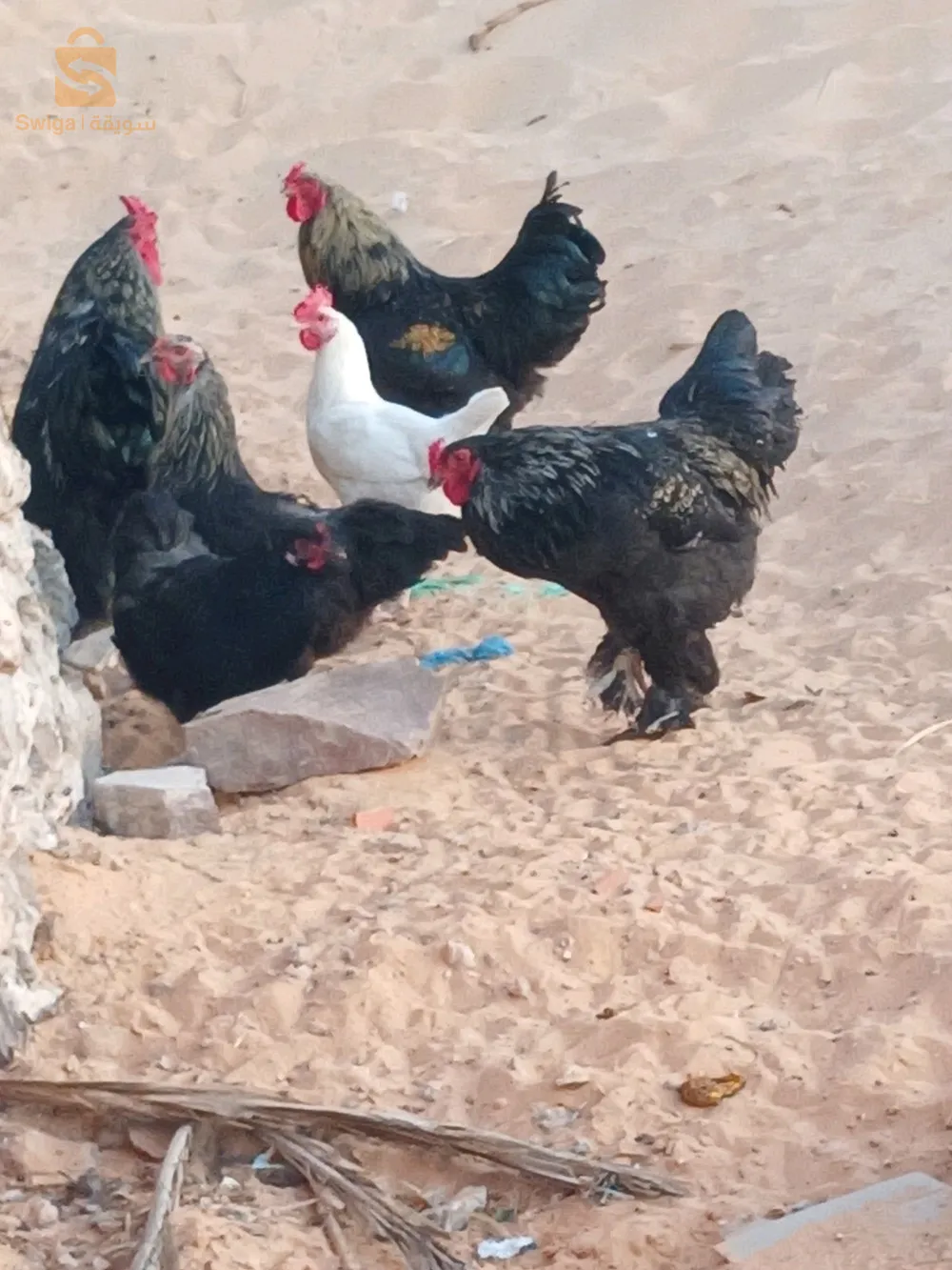 تيميمون  طلمين