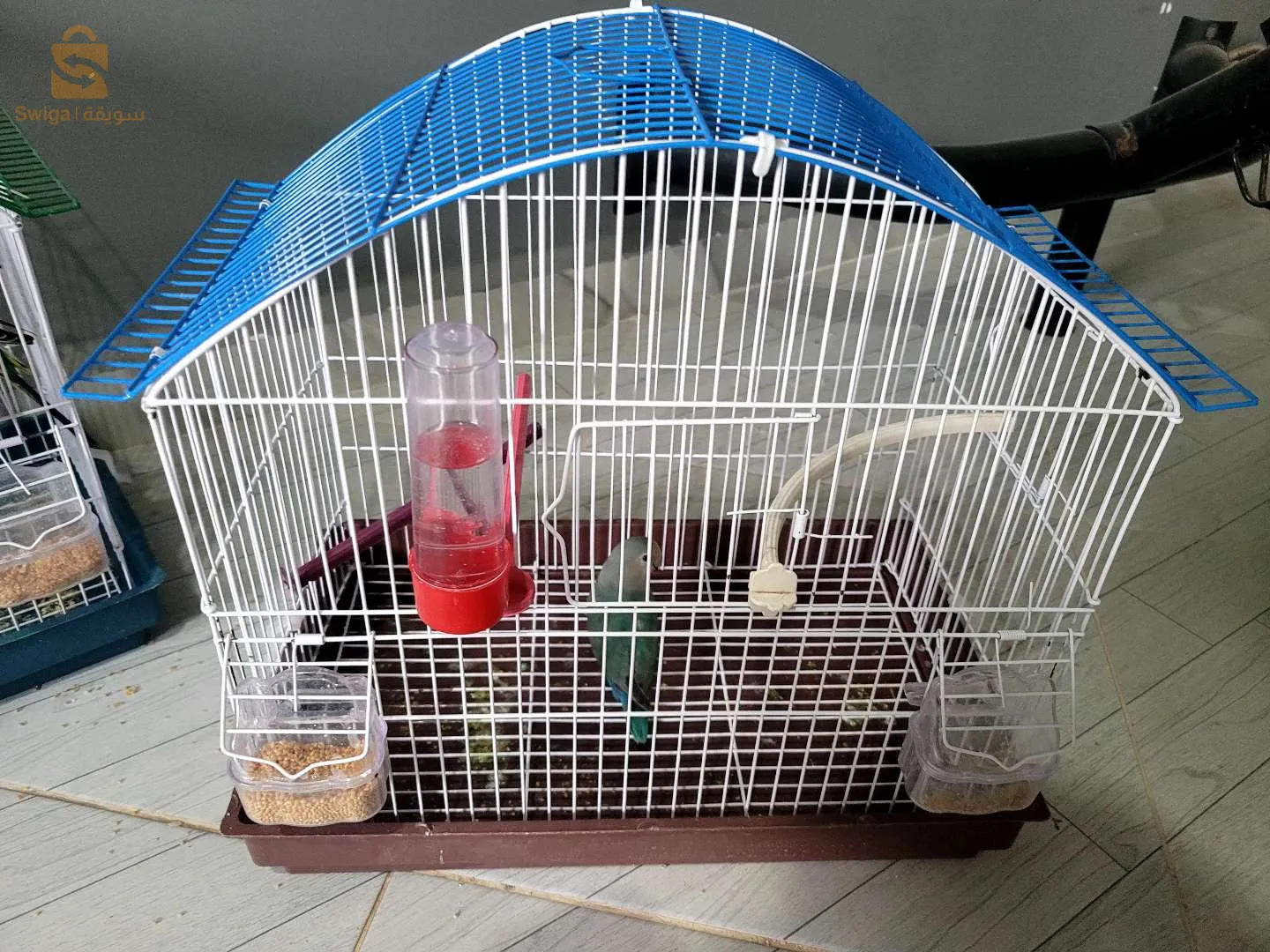 ذكر طائر حب للبيع مع القفص