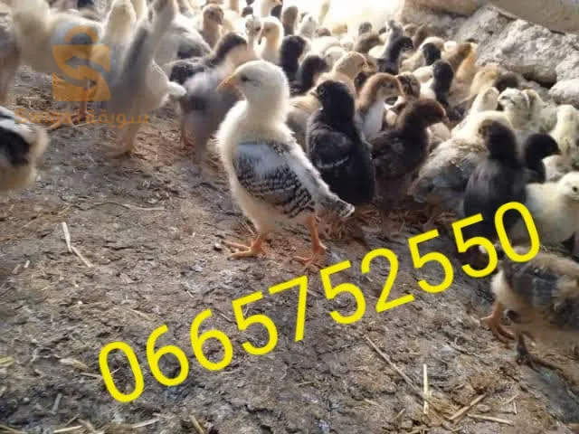 ولاية الشلف